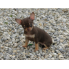 Chiots chihuahua pure race
