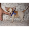 Adorable chiot chihuahua poils courts