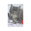 vends chatons de type maine coon