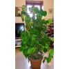 plante verte intérieur 160 cm 15 euros