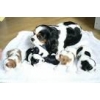 Adorables chiots cavalier king Charles