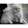 3 magnifiques chatons Persan
