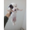 Chiot jack russel
