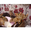 5 chatons d'apparence Abyssin