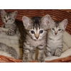 Magnifiques chatons Mau Egyptien