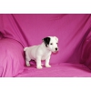 CHIOTS JACK RUSSEL