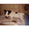 CHIOTS JACK RUSSEL