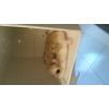 hamster nain roboro