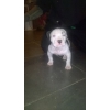 Chiots d'apparence "American Bully"
