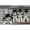 7 chiots types husky siberien