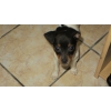 Chiot Chihuahua femelle 2 mois