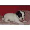 A donner petit chiot type jack Russell