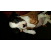 SUPERS BEAUX BB JACK RUSSEL