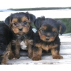 chiots yorkshire