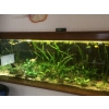 poissons+plantes aquarium