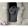 Chaton type chartreux