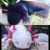 vends couple adulte axolotls avec ou sa