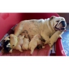 7 magnifiques chiots Bulldog Anglais