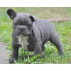 bleu Chiots bulldog français à de bonnes