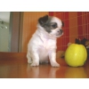 Chiot type Chihuahua femelle