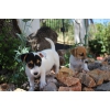 Don Chiots jack russel