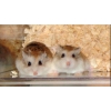 hamster roborovski de 7 mois a donner