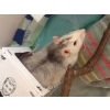 Rat husky 8 mois URGENT