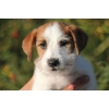 Jack Russell Terrier&#8207;