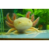 axolotl gold
