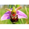 graines orchidée abeille