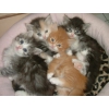Belltée de 6 chatons Sibérien