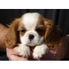 adorables chiots cavalier king charles