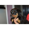 Chiot d'apparence rottweiller car non LO