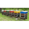 Formation apiculture, abeille, ruche