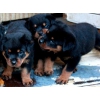 Adorables chiots d'apparence rottweiler