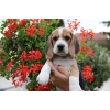 adorables chiots beagle