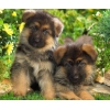 Type chiots berger allemand
