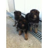 Chiots D'apparence berger Allemand Non L