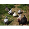 pigeons de chair, jar, canards colverts