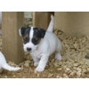 Chiots Jack Russell