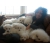 Petite Annonce : Chiots bichon maltais - Les chiots sont nés d\'une portée de 7 , ils sont agés de trois mois Petite Annonce : Chiots bichon maltais - Les chiots sont nés d\'une portée de 7 , ils sont agés de trois mois