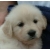 Petite Annonce : Beau golden retriever chiot pour adoptio - Je donne ce joli bébé pour adoption.
Il est de onze semaines, et il Petite Annonce : Beau golden retriever chiot pour adoptio - Je donne ce joli bébé pour adoption.
Il est de onze semaines, et il