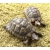 Petite Annonce : Tortues de terre adultes à vendre - Pour cause de déménagement, je vends 2 sympathiques tortues de terre Petite Annonce : Tortues de terre adultes à vendre - Pour cause de déménagement, je vends 2 sympathiques tortues de terre