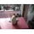 Petite Annonce : Chaton de type siamois pur race non lof - Chaton de type siamois nes le 12 mai 2014 sont disponible ils ont 2 Petite Annonce : Chaton de type siamois pur race non lof - Chaton de type siamois nes le 12 mai 2014 sont disponible ils ont 2