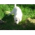 Petite Annonce : Chiots labrador males et femelles - Les chiots sont nés d\'une portée de 7 , ils sont agés de trois mois Petite Annonce : Chiots labrador males et femelles - Les chiots sont nés d\'une portée de 7 , ils sont agés de trois mois