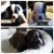 Petite Annonce : A réserver chiots bouledogue français - A réserver, chiots types bouledogue français non LOF.
Portée de 8 Petite Annonce : A réserver chiots bouledogue français - A réserver, chiots types bouledogue français non LOF.
Portée de 8