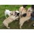 Petite Annonce : Chiots bulldog francais - 3 mâle, 1 femelle agés de trois mois sur une portée de 6 Petite Annonce : Chiots bulldog francais - 3 mâle, 1 femelle agés de trois mois sur une portée de 6