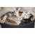 Petite Annonce : Chatons bengal inscrits au loof - Nous vous proposons de très beaux chatons.
Nous attendons pour eux Petite Annonce : Chatons bengal inscrits au loof - Nous vous proposons de très beaux chatons.
Nous attendons pour eux