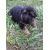 Petite Annonce : Chiots bergers allemands lof - Chiots bergers allemands lof à réservé. 3 mâle & 4 femelles. Issus Petite Annonce : Chiots bergers allemands lof - Chiots bergers allemands lof à réservé. 3 mâle & 4 femelles. Issus