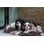 Petite Annonce : Cavalier king charles lof - Nos chiots sont agés de trois mois,vaccinés, identifiés par puce Petite Annonce : Cavalier king charles lof - Nos chiots sont agés de trois mois,vaccinés, identifiés par puce